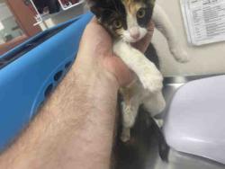 Shelter Stray Female Cat last seen 2ND SST, 2481 Palomar Airport Rd, Carlsbad, CA 92011, USA