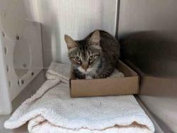Shelter Stray Female Cat last seen DAILY RD FALLBROOK, 2481 Palomar Airport Rd, Carlsbad, CA 92011, USA