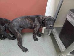 Shelter Stray Male Dog last seen N. BROADWAY ESCONDIDO, 2481 Palomar Airport Rd, Carlsbad, CA 92011, USA