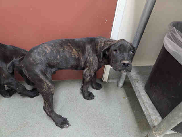 Shelter Stray Male Dog last seen N. BROADWAY ESCONDIDO, 2481 Palomar Airport Rd, Carlsbad, CA 92011, USA