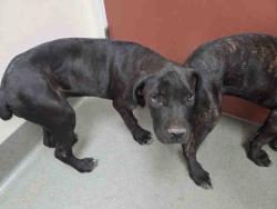 Shelter Stray Female Dog last seen N. BROADWAY ESCONDIDO, 2481 Palomar Airport Rd, Carlsbad, CA 92011, USA