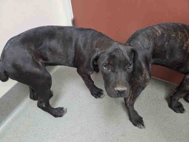 Shelter Stray Female Dog last seen N. BROADWAY ESCONDIDO, 2481 Palomar Airport Rd, Carlsbad, CA 92011, USA