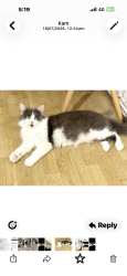 Lost Female Cat last seen lutonvincent road, Luton, England LU4 9AP