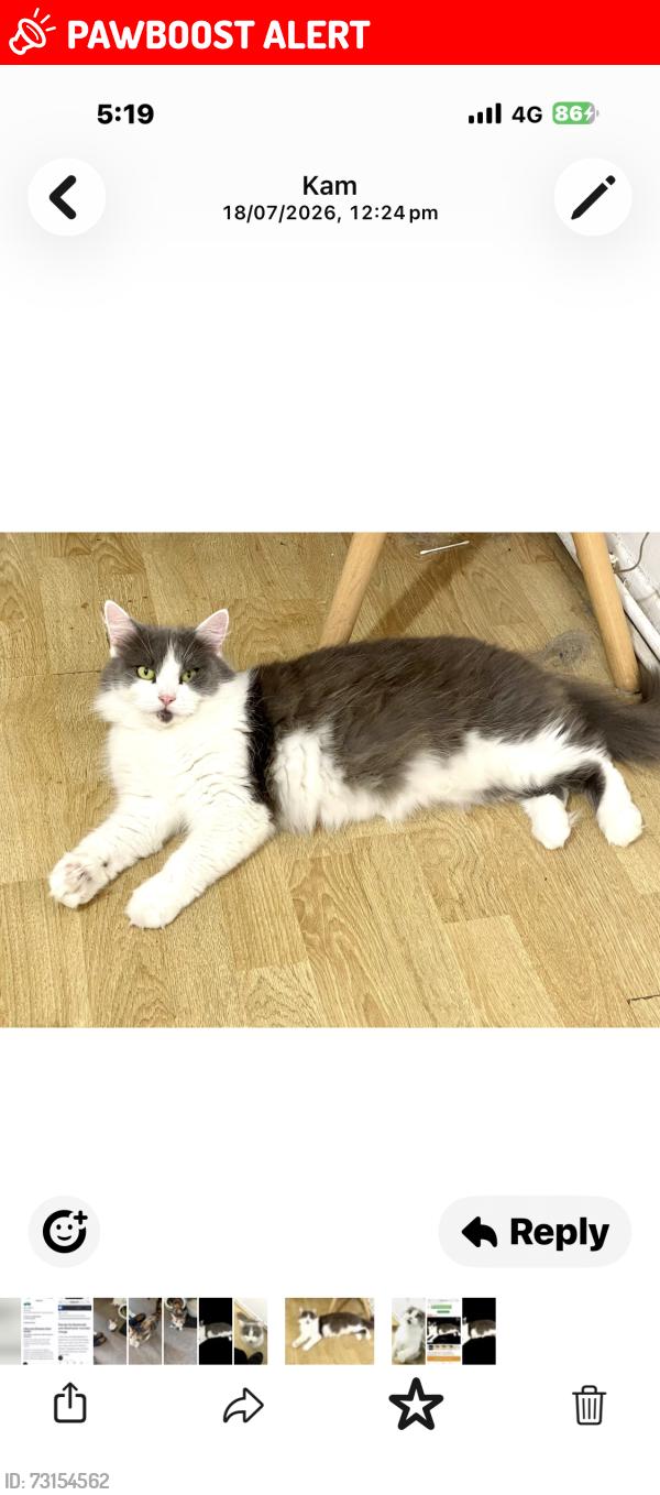 Lost Female Cat last seen lutonvincent road, Luton, England LU4 9AP