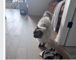 Reunited Male Cat last seen Near bloor street west, Toronto, ON M6H 1L8