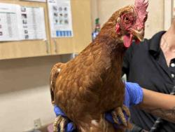 Shelter Stray Unknown Livestock last seen BONITA VIEW, 5821 Sweetwater Rd, Bonita, CA 91902, USA