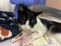 Shelter Stray Male Cat last seen RAMONA, 5821 Sweetwater Rd, Bonita, CA 91902, USA