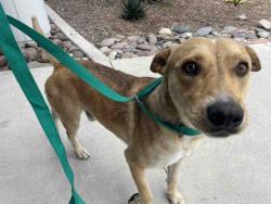 Shelter Stray Male Dog last seen OTAY MESA, 5821 Sweetwater Rd, Bonita, CA 91902, USA