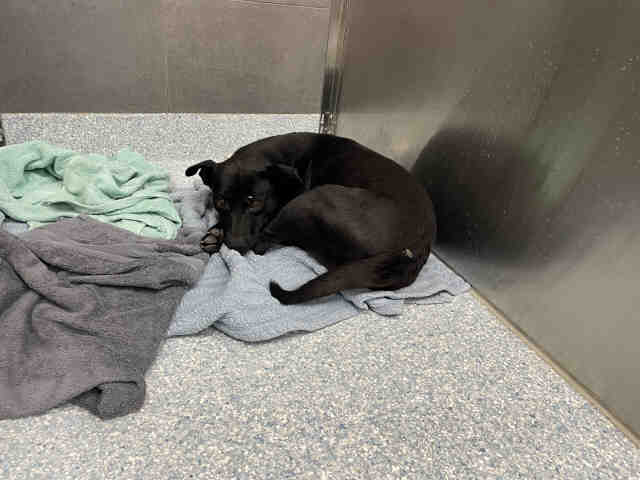 Shelter Stray Male Dog last seen OTAY MESA, 5821 Sweetwater Rd, Bonita, CA 91902, USA