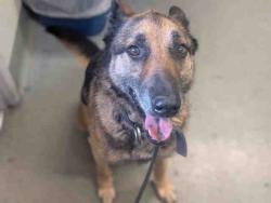 Shelter Stray Male Dog last seen SAN CARLOS AND SACRAMENTO, 5821 Sweetwater Rd, Bonita, CA 91902, USA