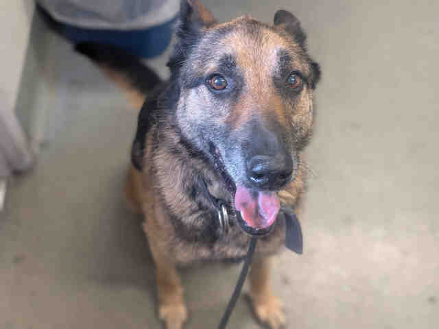 Shelter Stray Male Dog last seen SAN CARLOS AND SACRAMENTO, 5821 Sweetwater Rd, Bonita, CA 91902, USA