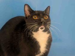 Shelter Stray Female Cat last seen PRESIOCA ST, 5821 Sweetwater Rd, Bonita, CA 91902, USA