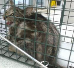 Shelter Stray Unknown Cat last seen , 2811 SE 29th St, Oklahoma City, OK 73129, USA