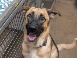 Shelter Stray Male Dog last seen , 5821 Sweetwater Rd, Bonita, CA 91902, USA