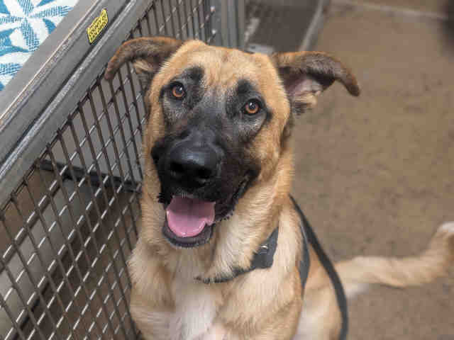 Shelter Stray Male Dog last seen , 5821 Sweetwater Rd, Bonita, CA 91902, USA