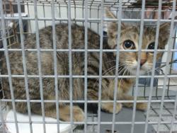 Shelter Stray Unknown Cat last seen , 2811 SE 29th St, Oklahoma City, OK 73129, USA