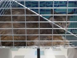 Shelter Stray Unknown Cat last seen , 2811 SE 29th St, Oklahoma City, OK 73129, USA