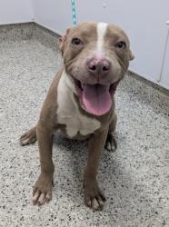 Shelter Stray Male Dog last seen Near BLOCK GLENDALE ST, DETROIT MI 48238, 7401 Chrysler Dr, Detroit, MI 48211, USA