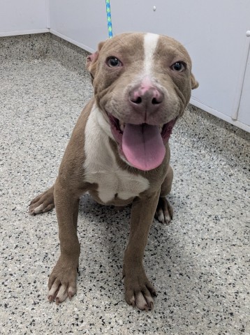 Shelter Stray Male Dog last seen Near BLOCK GLENDALE ST, DETROIT MI 48238, 7401 Chrysler Dr, Detroit, MI 48211, USA