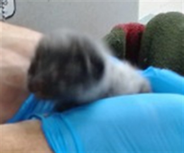 Shelter Stray Unknown Cat last seen , 2811 SE 29th St, Oklahoma City, OK 73129, USA