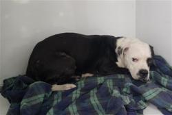 Shelter Stray Female Dog last seen Near BLOCK EDMORE DR, DETROIT, MI 48205, 7401 Chrysler Dr, Detroit, MI 48211, USA