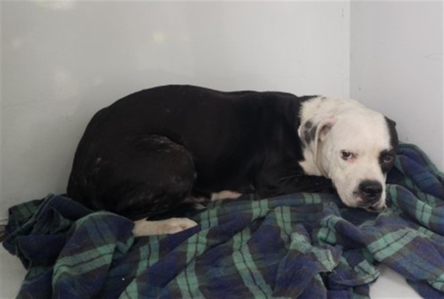 Shelter Stray Female Dog last seen Near BLOCK EDMORE DR, DETROIT, MI 48205, 7401 Chrysler Dr, Detroit, MI 48211, USA