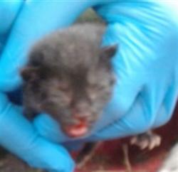 Shelter Stray Unknown Cat last seen , 2811 SE 29th St, Oklahoma City, OK 73129, USA