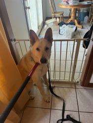 Shelter Stray Unknown Dog last seen Near BLOCK PLAINS AVE, CHOCTAW OK 73020, 2811 SE 29th St, Oklahoma City, OK 73129, USA
