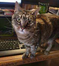 Reunited Female Cat last seen Lelaray and Howard by James Irwin Charter School, Colorado Springs, CO 80909