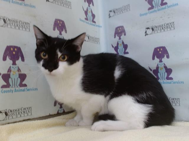 Shelter Stray Male Cat last seen , 2769 Conroy Rd, Orlando, FL 32839, USA