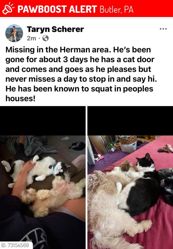 Lost Male Cat last seen Post office in Herman PA, Butler, PA 16001