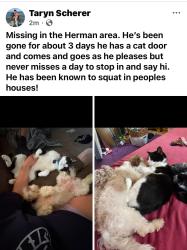 Lost Male Cat last seen Post office in Herman PA, Butler, PA 16001