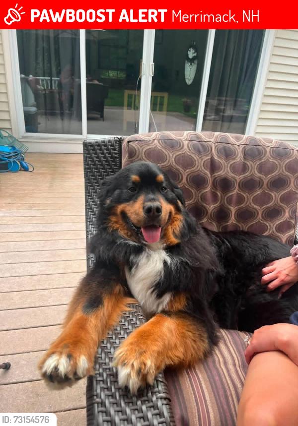 Lost Male Dog last seen Getinge, Merrimack, NH 03054