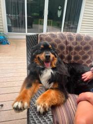 Lost Male Dog last seen Getinge, Merrimack, NH 03054