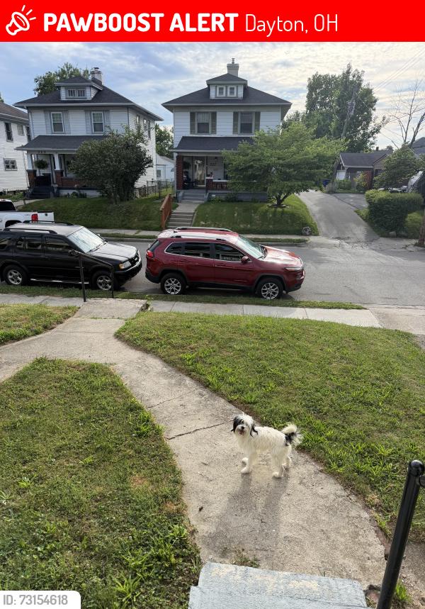 Lost Female Dog last seen Green store on Lorenz Ave, Dayton, OH 45417