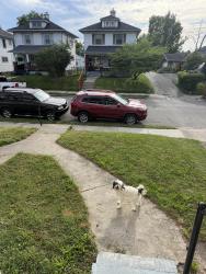 Lost Female Dog last seen Green store on Lorenz Ave, Dayton, OH 45417