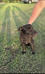 Found/Stray Female Dog last seen W 53rd St N & NW 25th ave, Tulsa, OK 74126