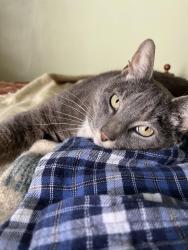 Lost Male Cat last seen Guilford Ave between 30th & 31st Streets, Baltimore, MD 21218