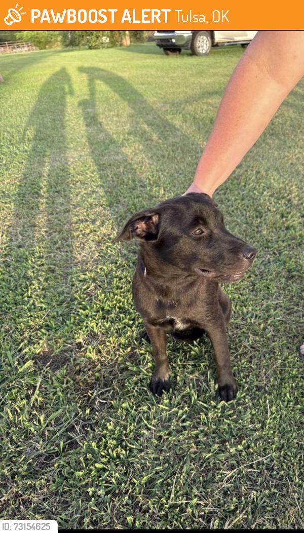 Found/Stray Female Dog last seen W 53rd St N & NW 25th ave, Tulsa, OK 74126