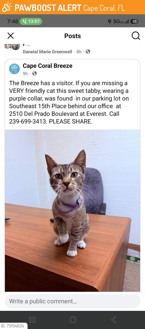 Found/Stray Female Cat last seen Veterans and del prado, Cape Coral, FL 33904