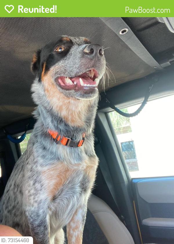 Reunited Male Dog last seen Porter Park, Mesa, AZ 85203