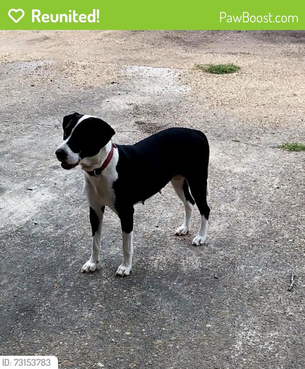 Reunited Female Dog last seen West Sassafras, Amite City, LA 70422