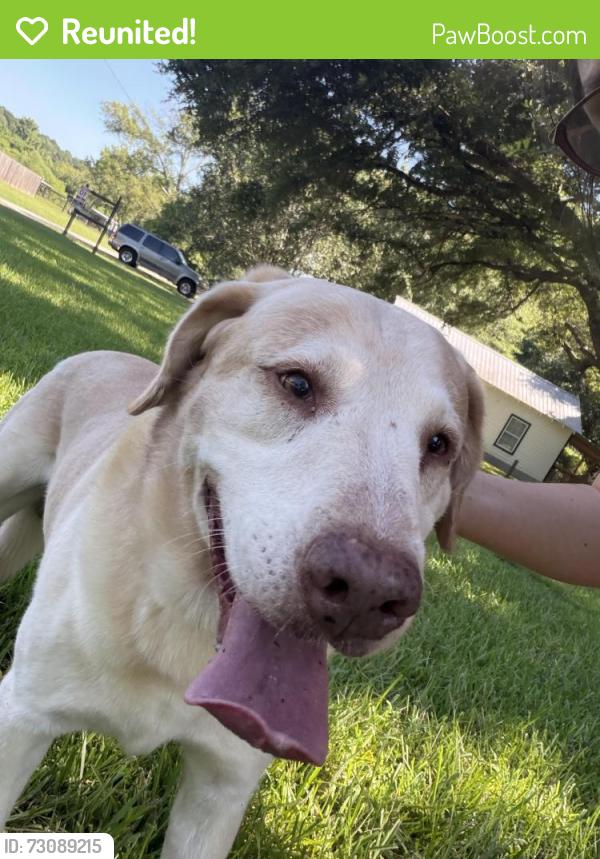 Reunited Male Dog last seen Near County Road 140, Flint, TX 75762