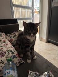 Lost Male Cat last seen Arnos Grove / New Southgate, Greater London, England 
