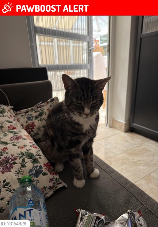 Lost Male Cat last seen Arnos Grove / New Southgate, Greater London, England 