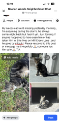 Lost Male Cat last seen Mill creek lane Hudson,FL, Bayonet Point, FL 34667