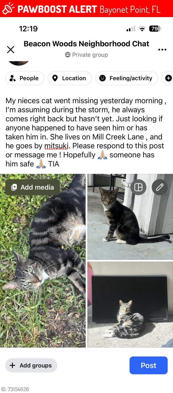 Lost Male Cat last seen Mill creek lane Hudson,FL, Bayonet Point, FL 34667