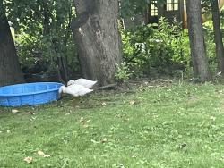 Found/Stray Unknown Bird last seen bobolink and kostner in my backyard which is back of evanston golf course, Skokie, IL 60076