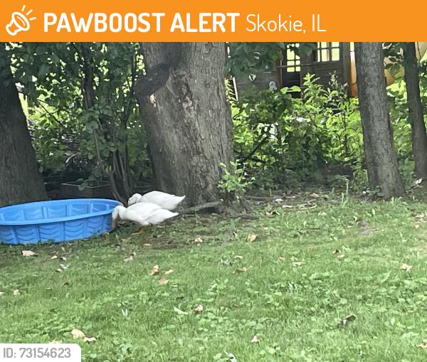 Found/Stray Unknown Bird last seen bobolink and kostner in my backyard which is back of evanston golf course, Skokie, IL 60076