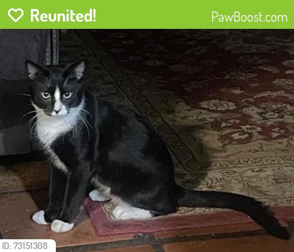 Reunited Male Cat last seen W Baseline Rd and S Hardy Rd near wood elementary school, Tempe, AZ 85283